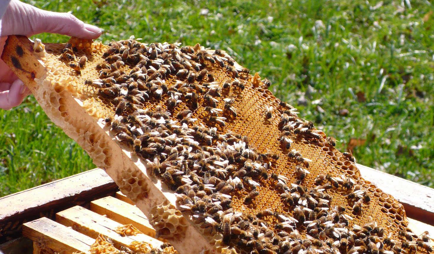 Veolia Foundation | When beekeeping helps fight drugs