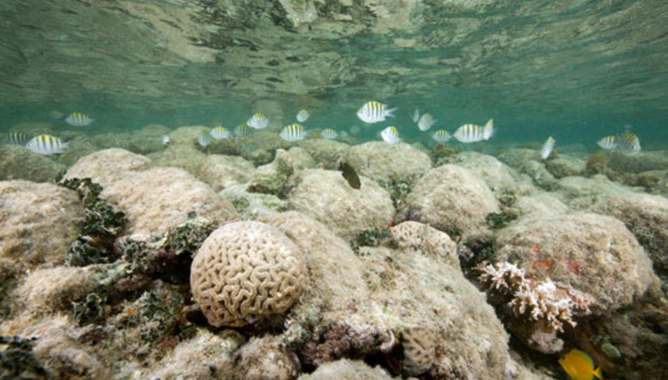 Agaricia agaricites reef coral underwater Abrolhos, Bahia, Brazil