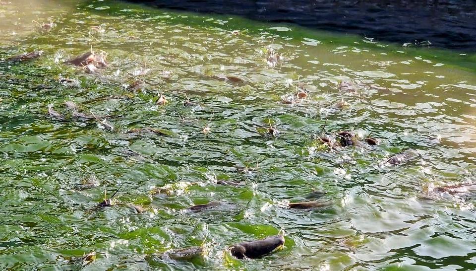 Une écloserie inaugurée à Mbodiène pour faire de l’aquaculture une filière d’avenir