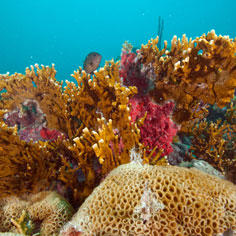 Conserving a vast and recently discovered coral reef 8740,raw,coraux-redim.jpg