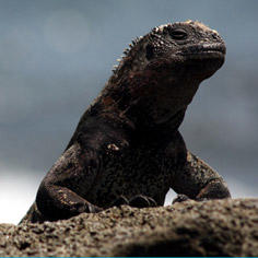 Floreana, the Galapagos Islands sanctuary of the future 8803,raw,Iguane-sur-l_le-de-Flore_23.jpg