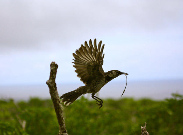 Floreana, the Galapagos Islands sanctuary of the future 8804,raw,Moqueur_photoLuisOrtiz-Cate.jpg