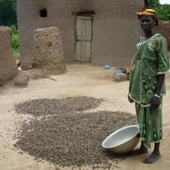 The jatropha sector, a powerful impetus for local development in West Africa 9612,raw,12EB1652-GERES_Sechage-des-.jpg