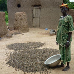 The jatropha sector, a powerful impetus for local development in West Africa 9612,raw,12EB1652-GERES_Sechage-des-.jpg