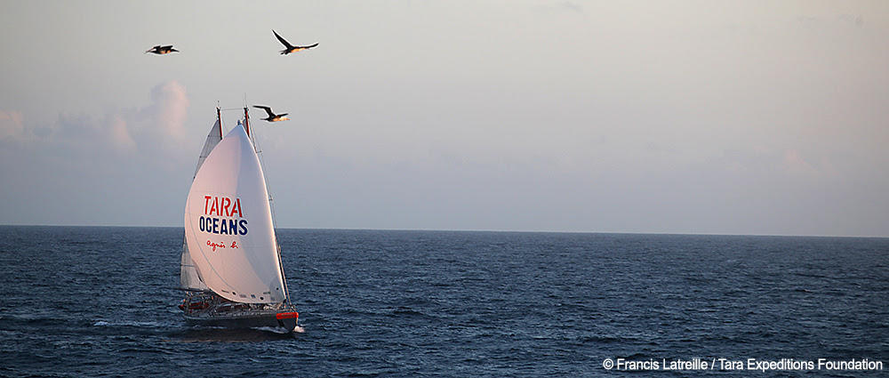 Tara Oceans Crédits Francis Latreille Tara Expeditions Foundation Tara Oceans