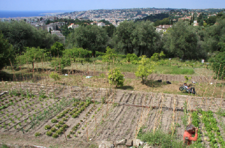 A multifaceted outreach kitchen garden 10094,raw,12SE1673-L_Arbre-_4_.png