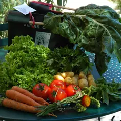 Le maraîchage bio comme chemin vers l'insertion professionnelle 6771,raw,6EM774-JardinAvenirOK.jpg