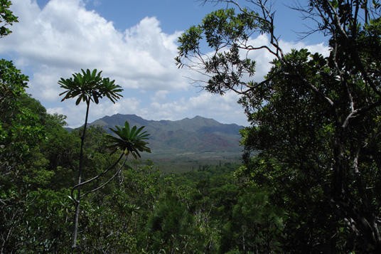 Préserver l'exceptionnelle biodiversité de la Nouvelle-Calédonie, sanctuaire des espèces rares et endémiques diaporama,4675-6.jpeg