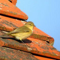 Sparrows, pigeons and a lot of other birds! 7801,raw,4CV299-CORIF_Pouillot-veloce-1.jpg