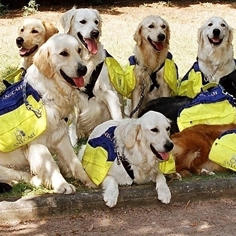 Special Training for Man’s Best Friend 7997,raw,277_france.jpg