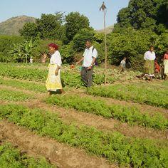 Helping poor farmers to become professionals 8220,raw,6SD828-Care-1.jpg