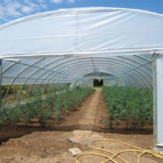 Developing market gardening for a place in the sun 8271,raw,1134,7IP860-Jardins-de-Demeter.jpg