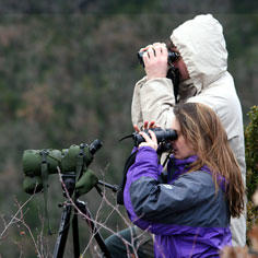 A database to protect migratory birds 8284,raw,773,7EN864-LPO-ERousseau.jpg