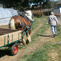 Horses and donkeys to enhance workforce development 8443,raw,7IP1017_236.jpg