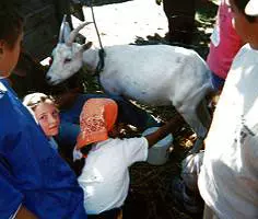 An educational farm for all 8461,raw,8EN1043-ferme-beaugensier.jpg