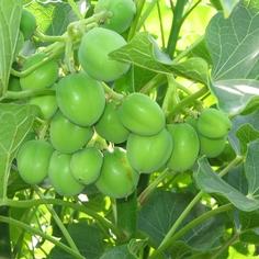 A vegetable production system in the district of Foundiougne 8527,raw,fruitsjatrophaverts-236.jpg