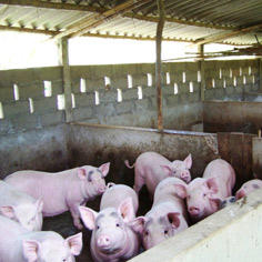 Producing energy from organic waste in northern Vietnam 8766,raw,3975,11SD1460-Zebunet_moyen.jpg