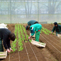 Cultivating solidarity, together 9370,raw,Marcousis-245.jpg