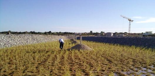 Maison d'accueil éco-exemplaire pour les roseliers d'Oasure 9560,raw,528-260-OASUREStation-en-plantation.jpg