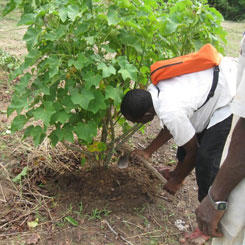 The jatropha sector, a powerful impetus for local development in West Africa 9610,raw,12EB1652-GERES_Bechage-pour.jpg