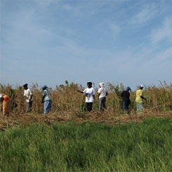 Training in market gardening for 20 young Senegalese adults 9615,raw,foutoucou.jpg