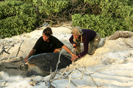 Protecting sea turtles in a sustainable local economy 9634,raw,illustr-kelonia.jpg