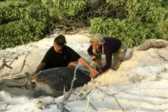 Les tortues vertes protégées dans une économie locale durable 9644,raw,9634,245wide,illustr-kelonia.jpg