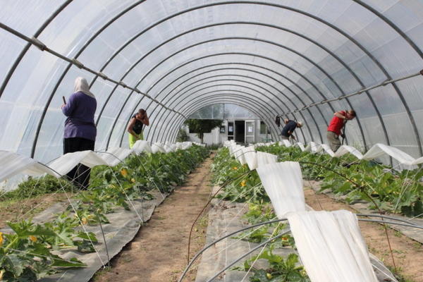 Modernizing a Jardin de Cocagne organic farm 9681,raw,13SE1747---Optim-services.jpg