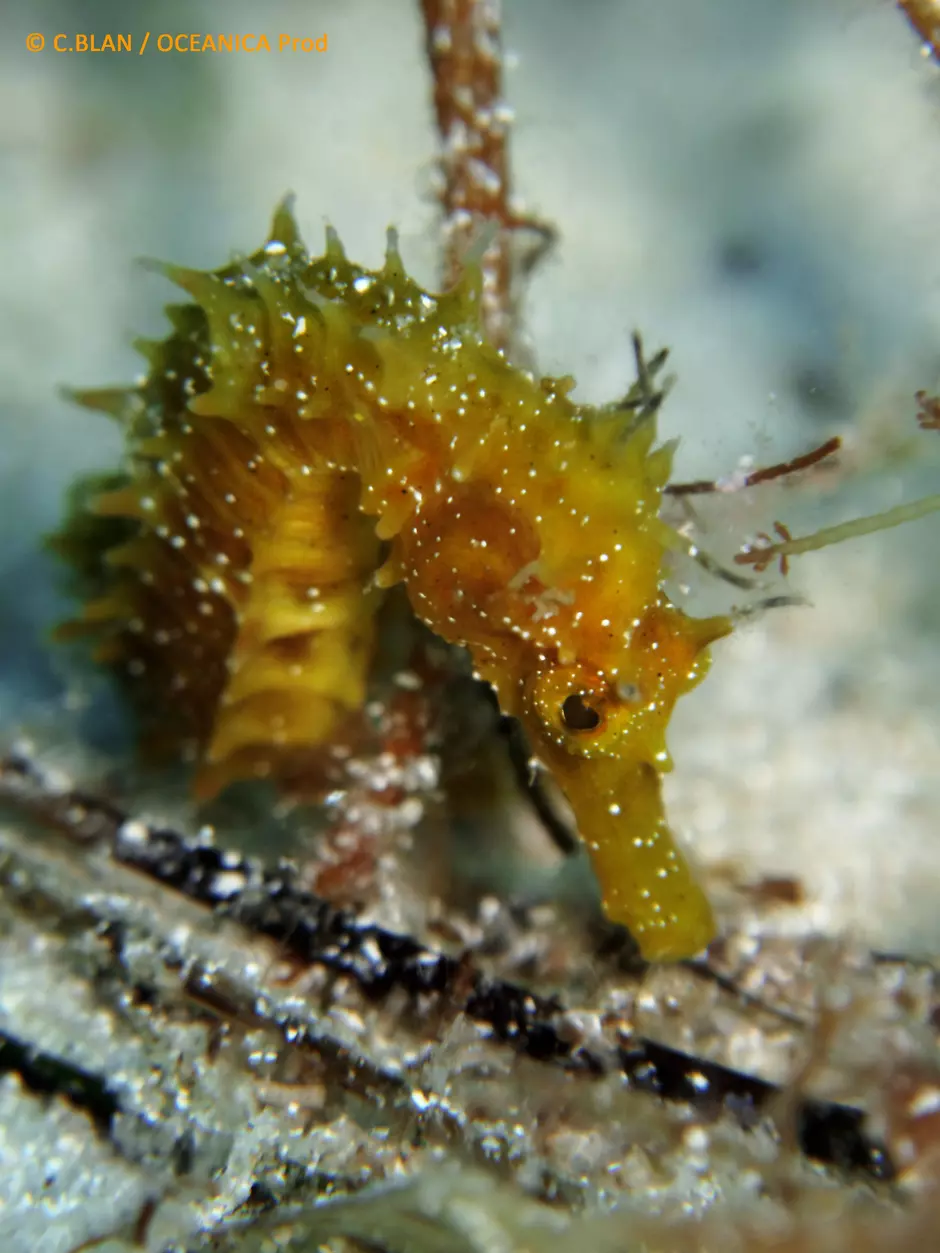 Scirena, un système innovant pour suivre en continu le repeuplement de la faune sous-marine 9868,raw,Oceanica-prod-_2_.jpg