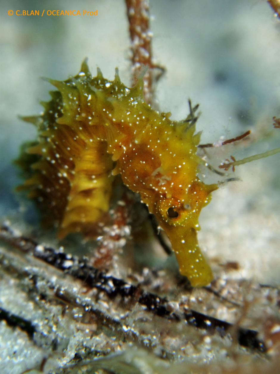 Scirena, un système innovant pour suivre en continu le repeuplement de la faune sous-marine 9868,raw,Oceanica-prod-_2_.jpg
