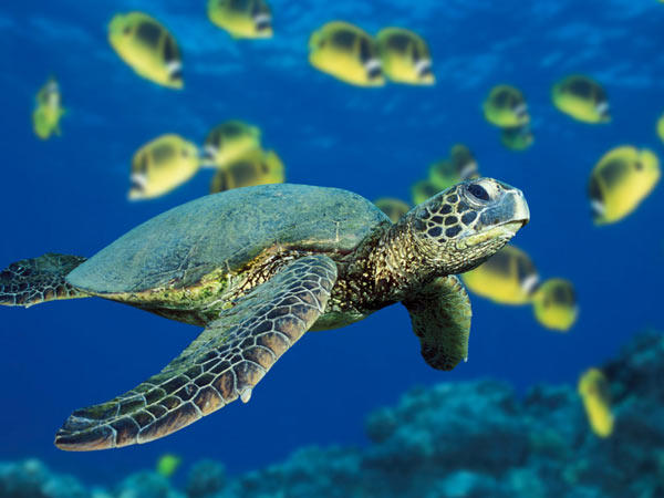 A second home for turtles