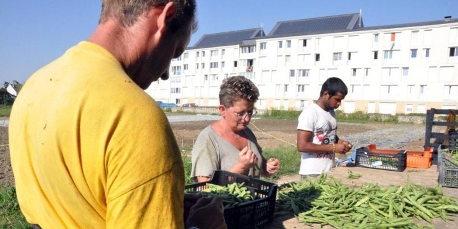 Biological market gardens to cultivate employment solidarity