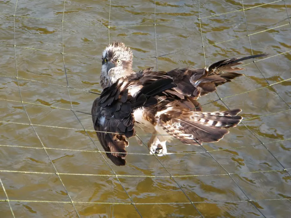 Ligue de Protection des Oiseaux - Alsace