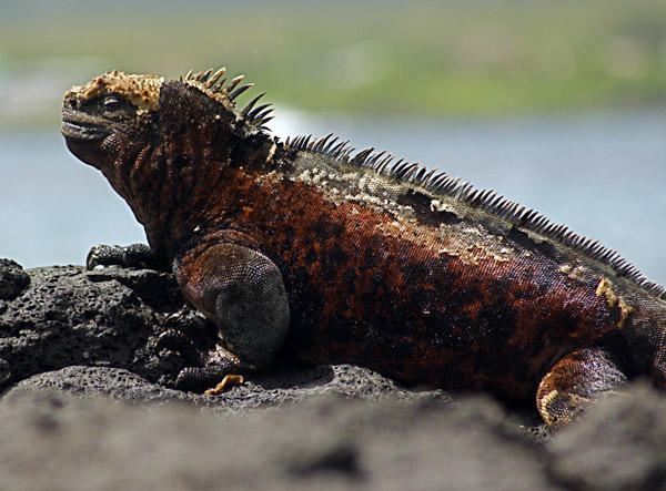 Floreana, sanctuaire de demain des îles Galápagos 7365,raw,Iguane-sur-l_le-de-Flore_23.jpg
