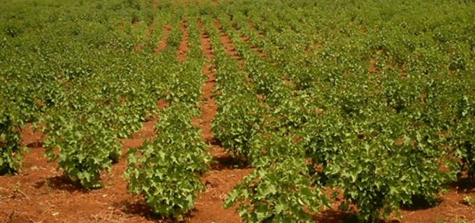 Jatropha