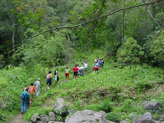 Sentier de forêt