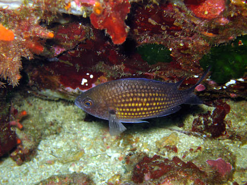Tester de nouvelles formes d’aquacultures