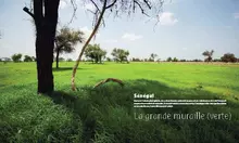 Sénégal : laGrande muraille (verte)
