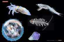 Retour de Tara Oceans : Cap sur la recherche