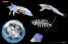 Retour de Tara Oceans : Cap sur la recherche